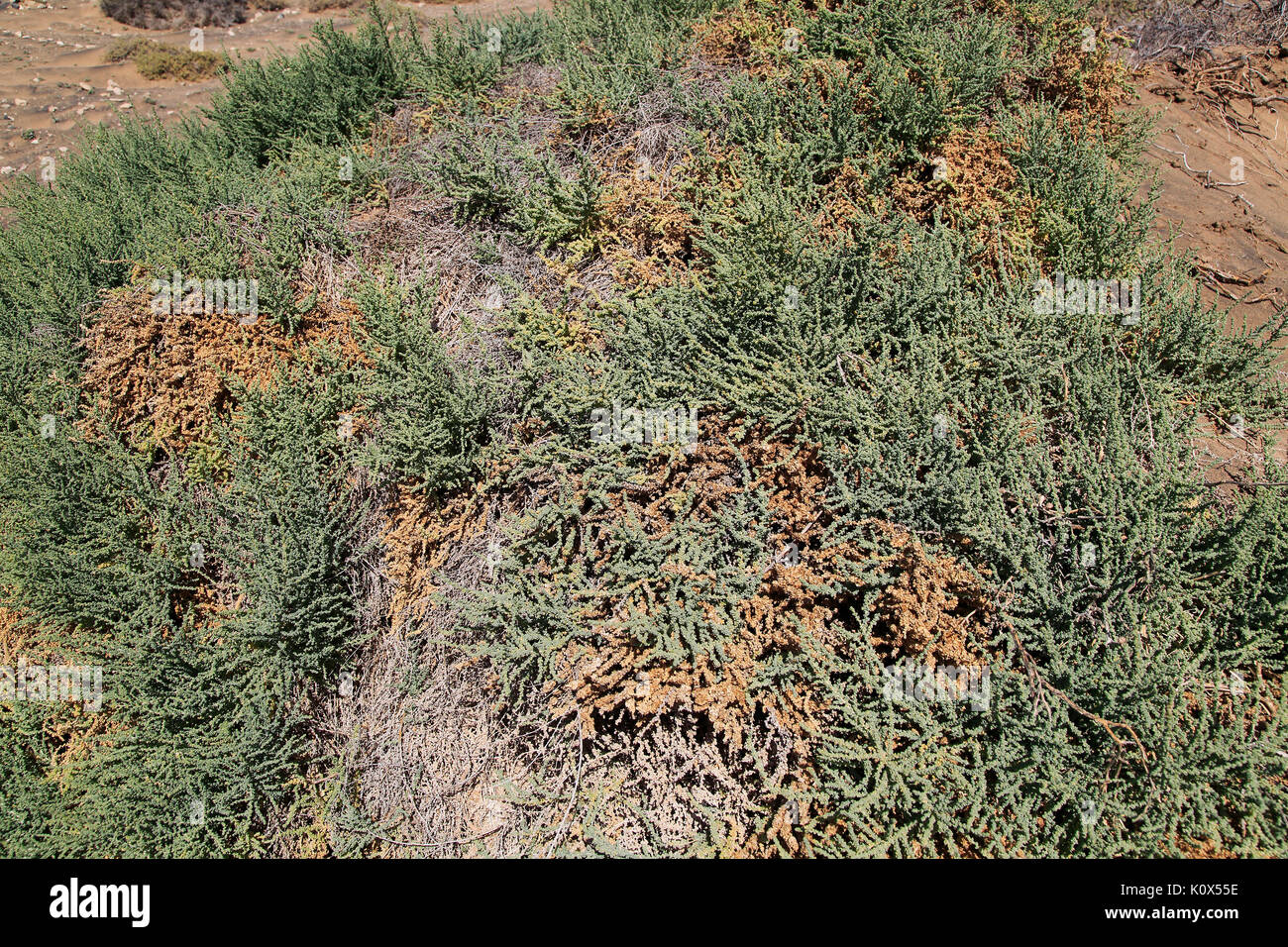 Vegetazione nel deserto, vicino Paraja, Fuerteventura, Isole Canarie, Spagna Foto Stock
