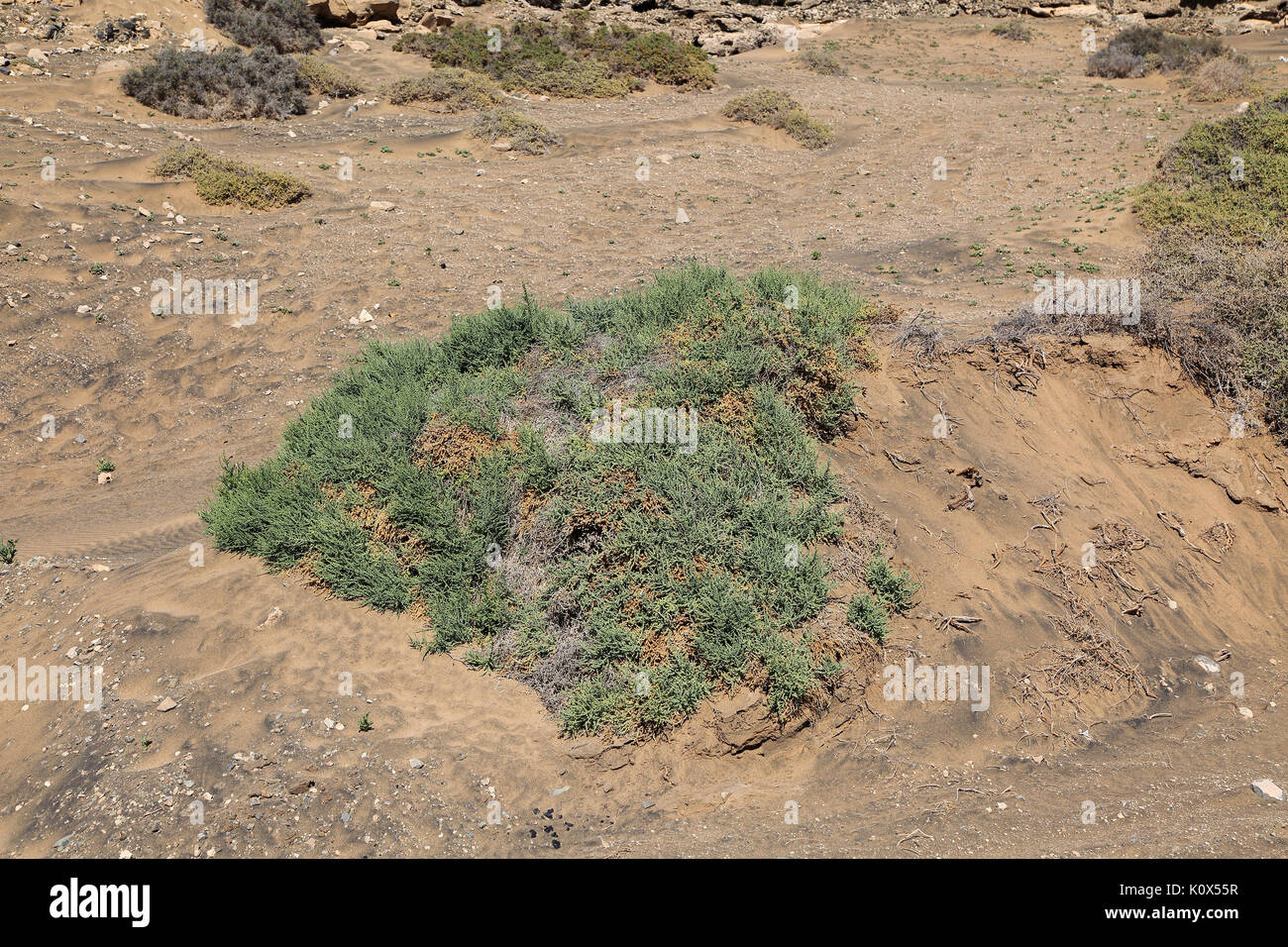 Vegetazione nel deserto, vicino Paraja, Fuerteventura, Isole Canarie, Spagna Foto Stock