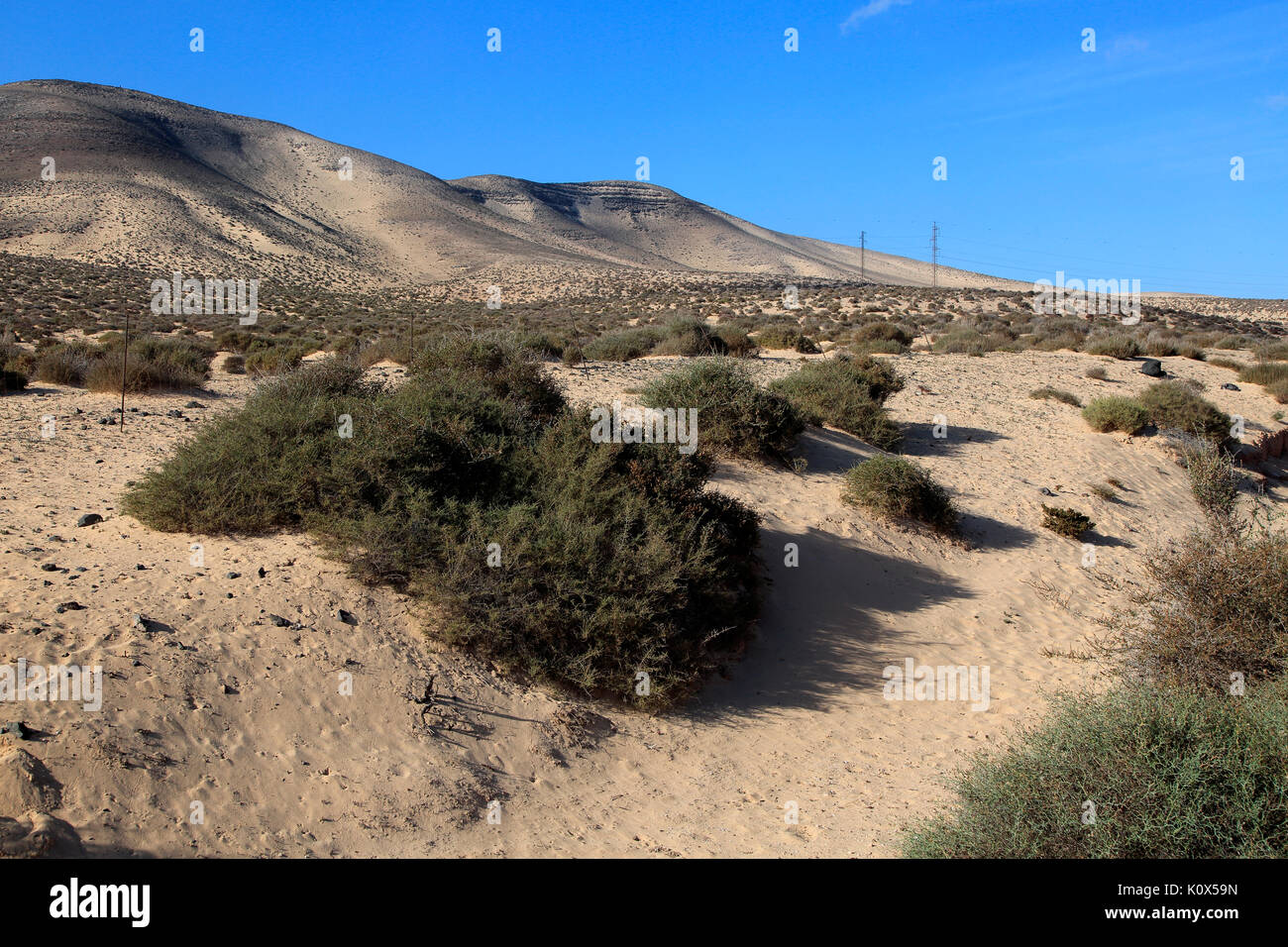 Asciugare deserto sabbioso Jandia peninsula, Fuerteventura, Isole Canarie, Spagna Foto Stock