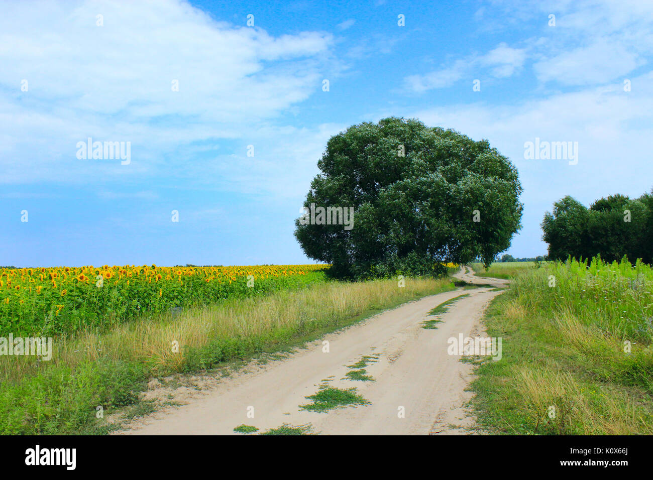 In estate il paesaggio con le strade di campagna e campi di girasoli Foto Stock