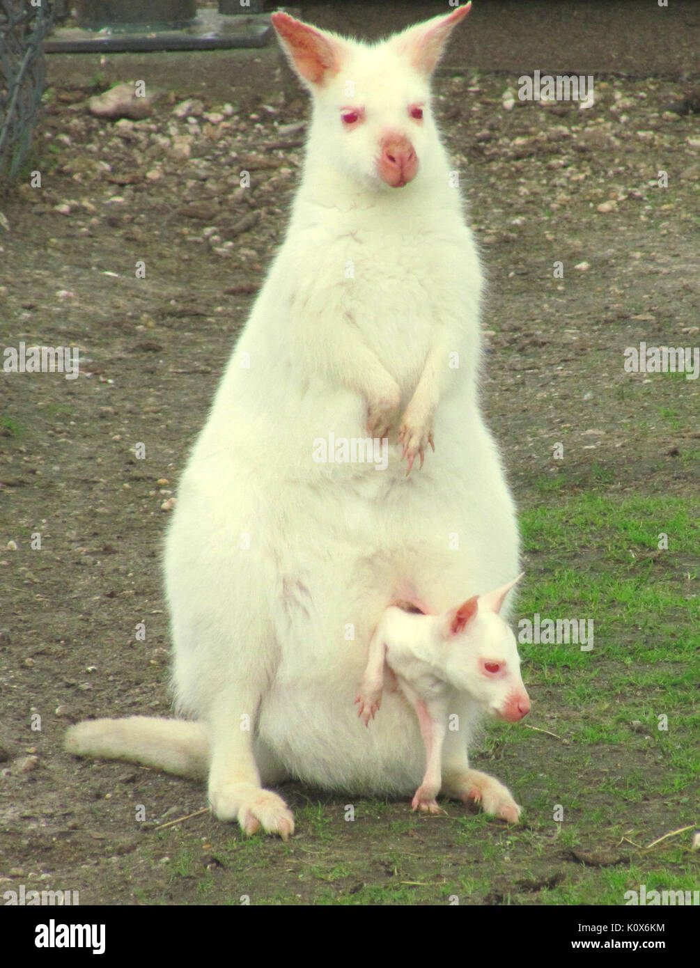 Albino Bennett's wallaby con joey in una custodia Foto Stock