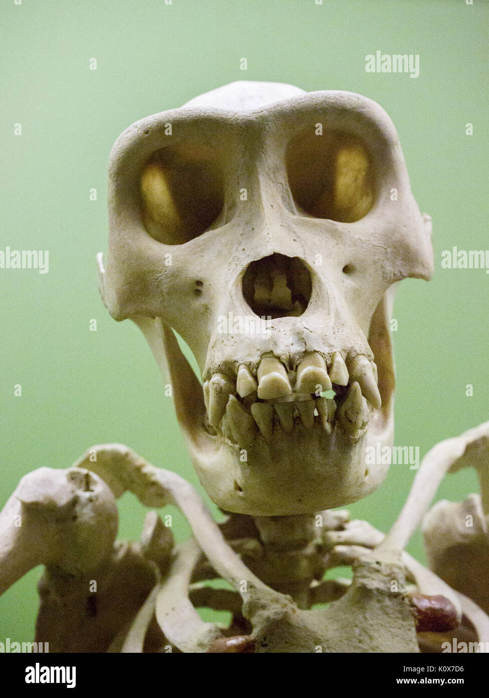 Il Museo Americano di Storia Naturale di New York 1140996 Foto Stock