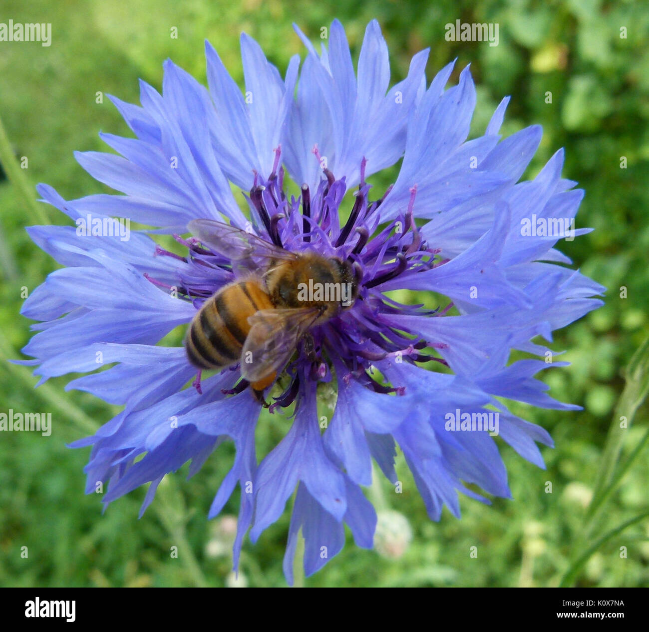 Apis mellifera su centaurea cyanus 4 Foto Stock