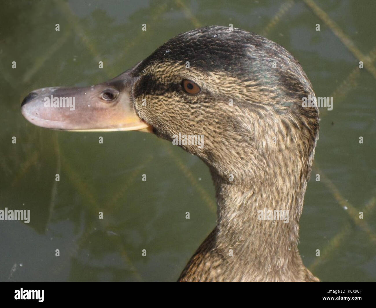Anas platyrhynchos (germano reale anatra selvatica) (femmina) di Arnhem, Paesi Bassi Foto Stock