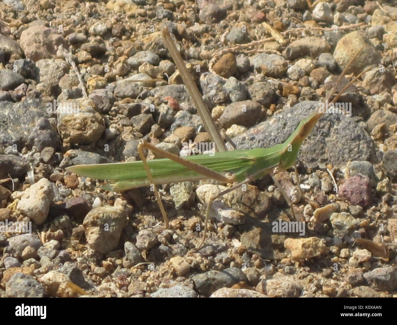 Acrida ungarica (Snouted Grasshopper), Skala Kalloni, Lesbo, Grecia Foto Stock