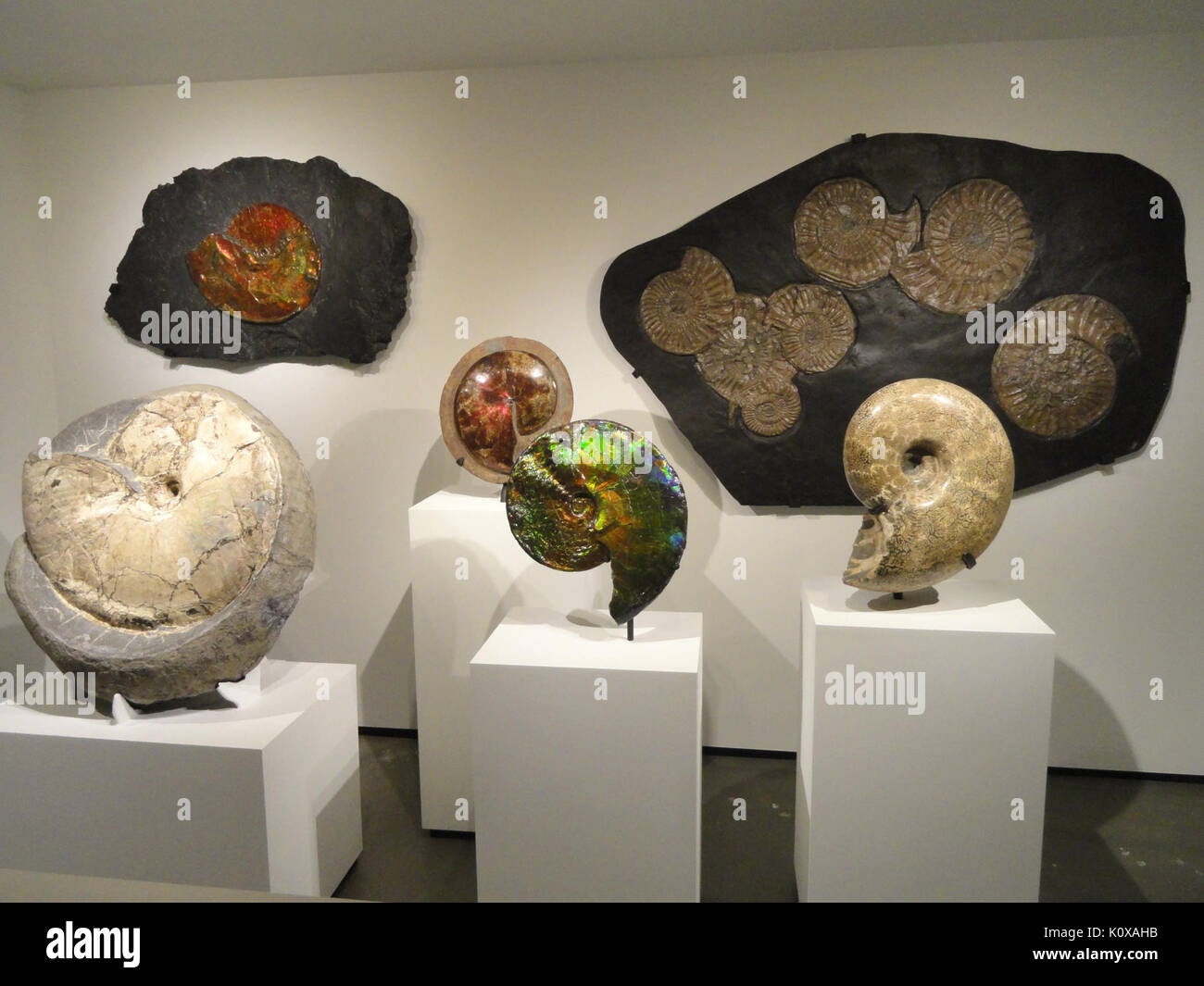 Ammonita presentano Houston Museo di Scienza Naturale DSC01940 Foto Stock