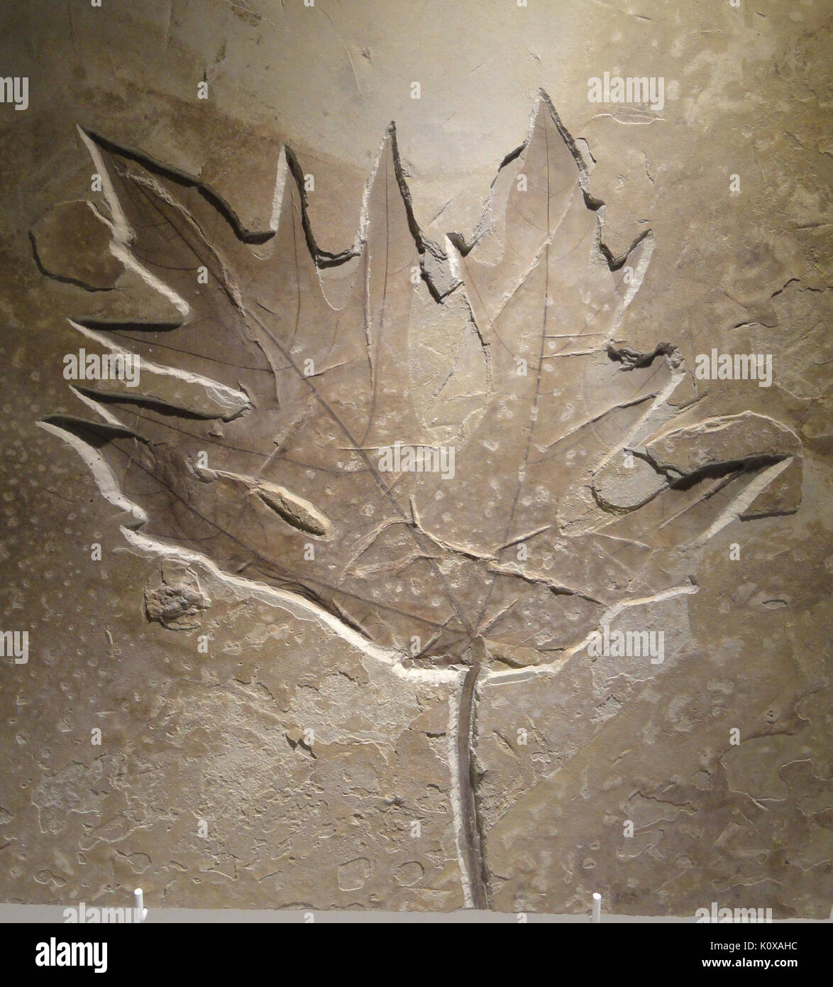 Acer foglia, Late Early Eocene, perso in età di cabina, Green River Formazione, Sud Bonanza, Unitah County, Utah, Stati Uniti d'America Houston Museo di Scienza Naturale DSC01942 Foto Stock