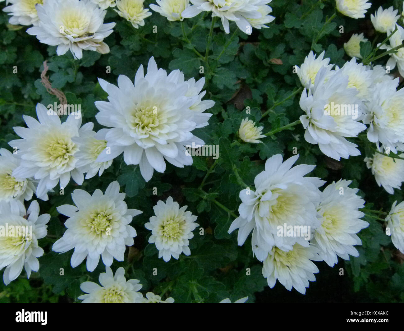 Anthemis maritima Jardin des Plantes de Paris 3 Foto Stock