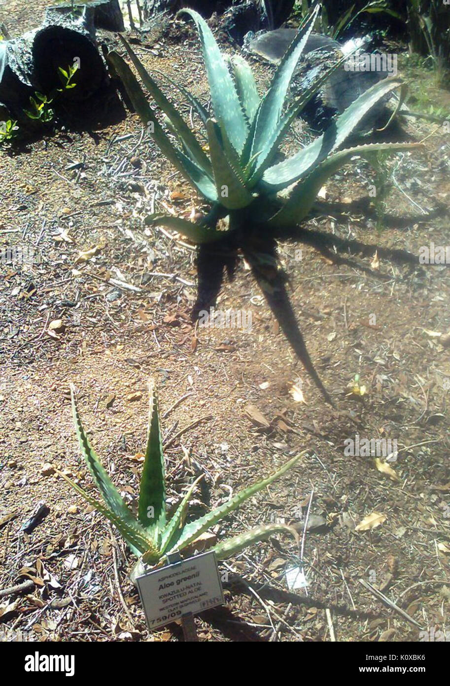 Aloe greenii Spotted Aloe Kwazulu Natal Foto Stock