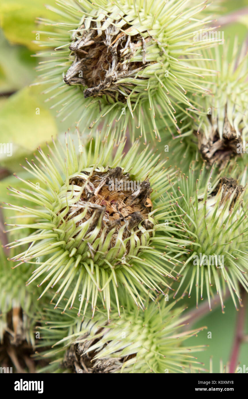 Selvatica Bardana 'Asteraceae' riscalda, England, Regno Unito Foto Stock