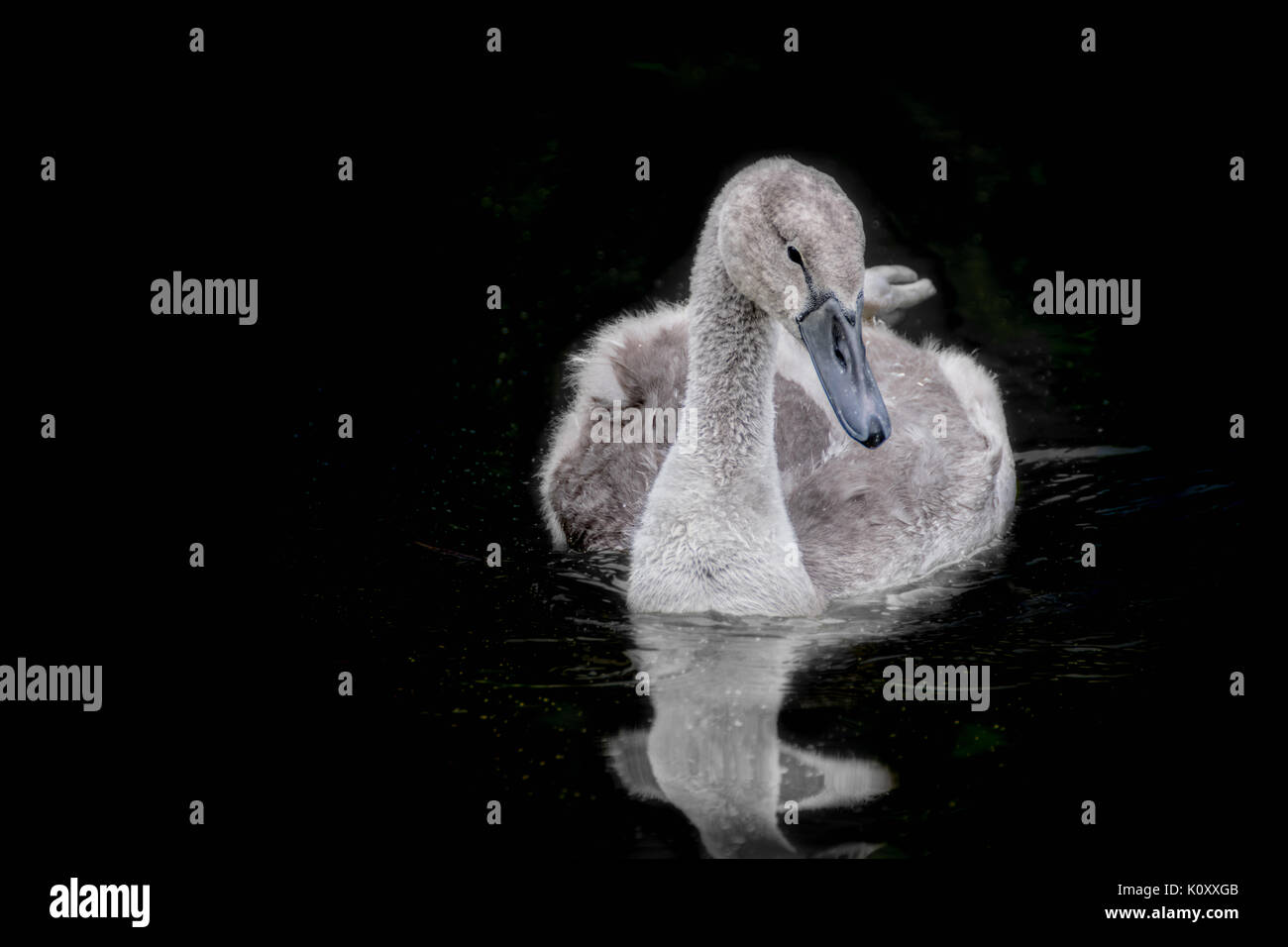 Cygnet nuoto, baby swan Foto Stock