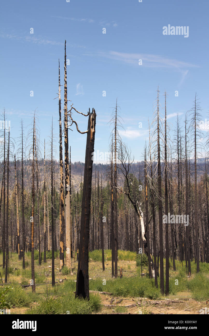 I resti di una foresta di Hetch Hetchy Valley dopo una combustione controllata Foto Stock