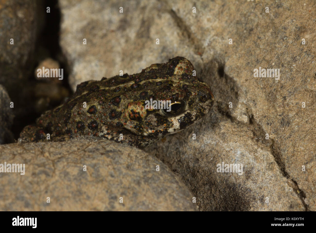 Un giovane california toad (anaxyrus boreas halophilus) vicino a groveland, California Foto Stock