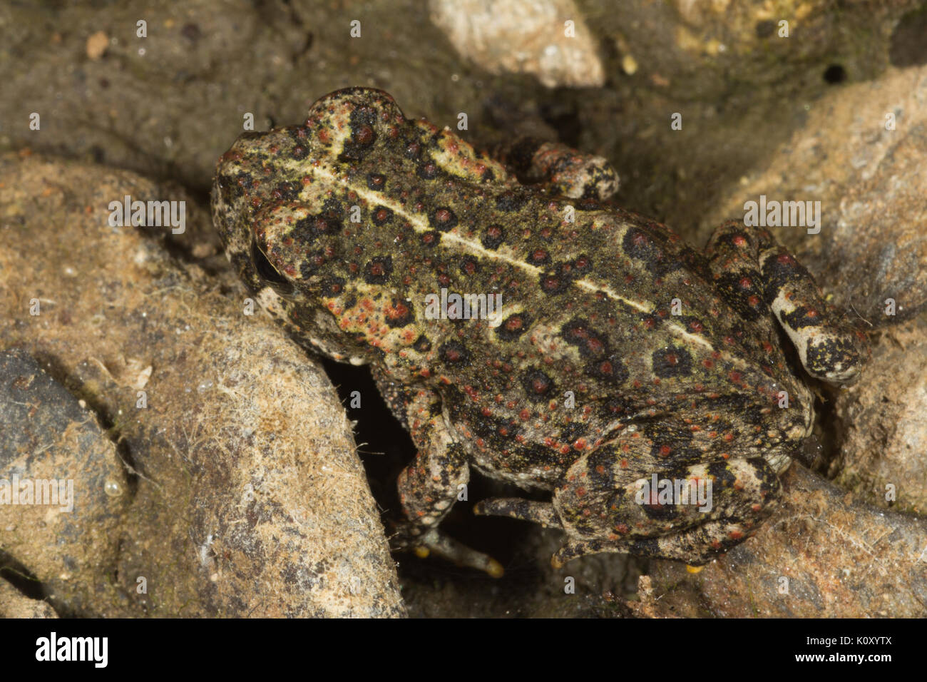 Un giovane california toad (anaxyrus boreas halophilus) vicino a groveland, California Foto Stock