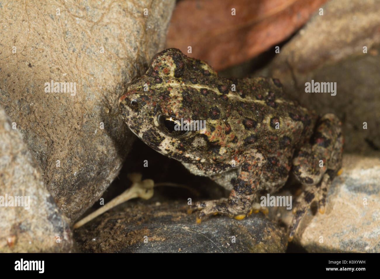 Un giovane california toad (anaxyrus boreas halophilus) vicino a groveland, California Foto Stock