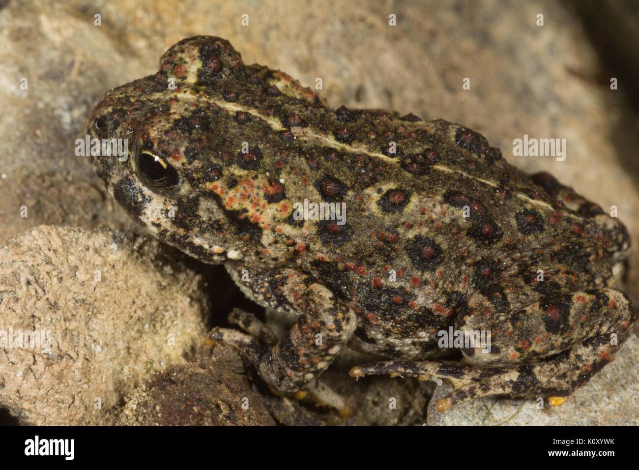 Un giovane california toad (anaxyrus boreas halophilus) vicino a groveland, California Foto Stock