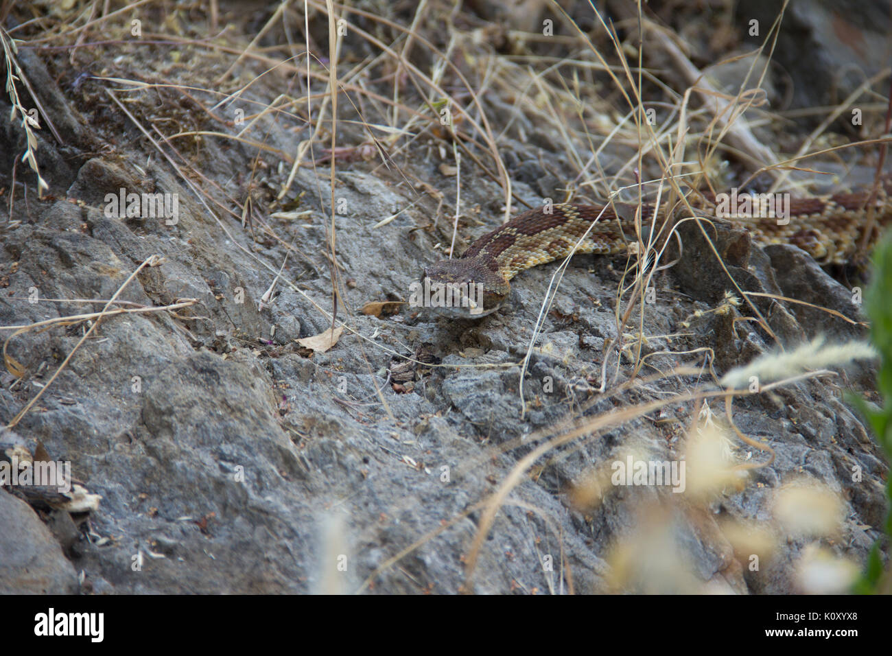 Un pacifico occidentale (rattlesnake crotalus oreganus) nel sottobosco di pini vicino lago di montagna, California Foto Stock