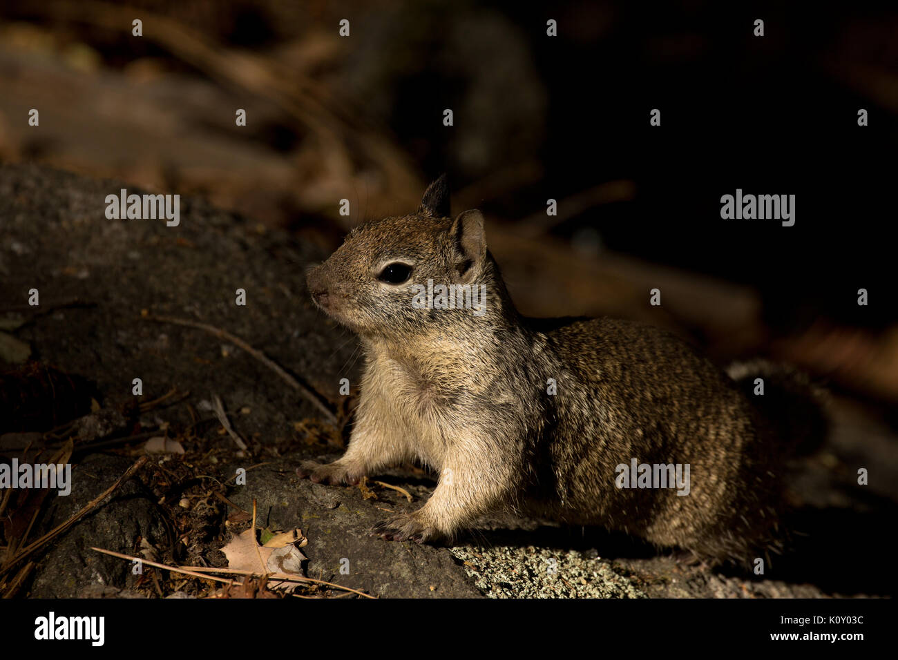 Una massa California scoiattolo (Otospermophilus beecheyi), alert su una roccia nel Parco Nazionale di Yosemite Foto Stock