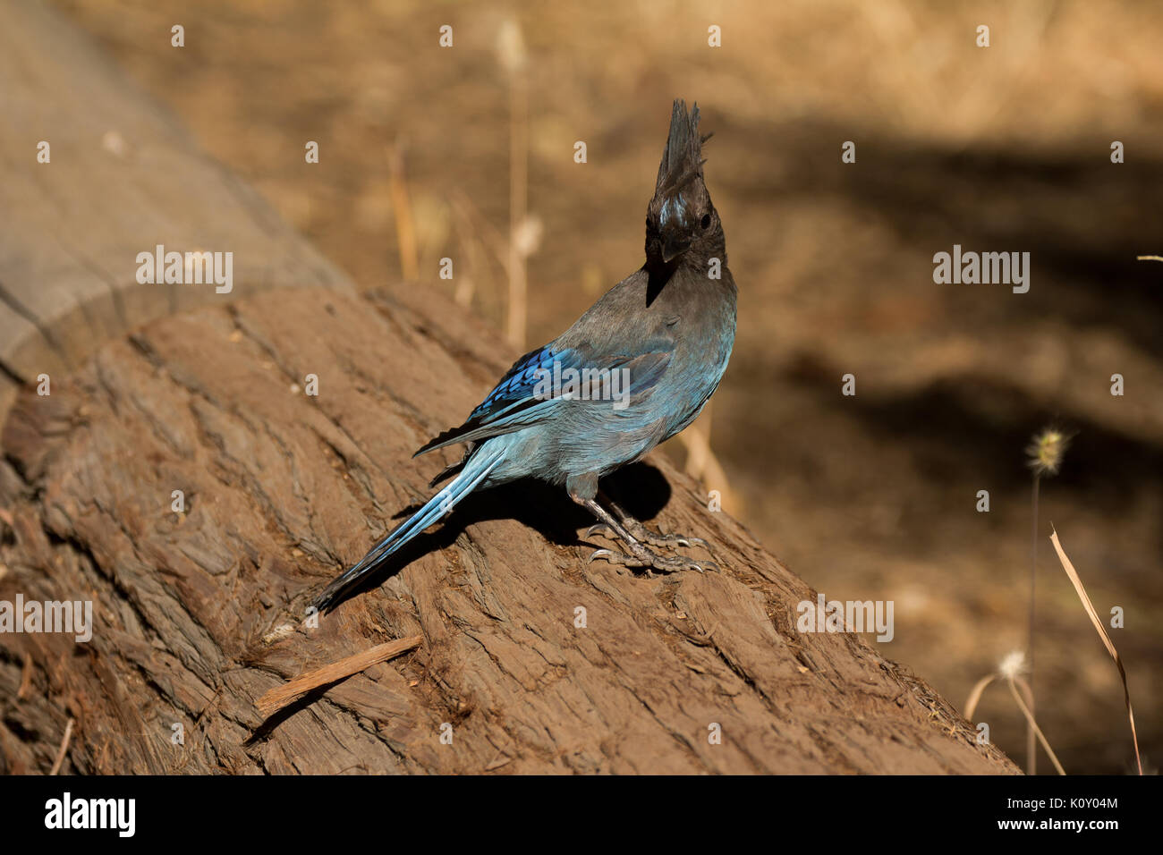 Un steller jay (cyanocitta stelleri) in piedi su un registro nel parco nazionale di Yosemite Foto Stock