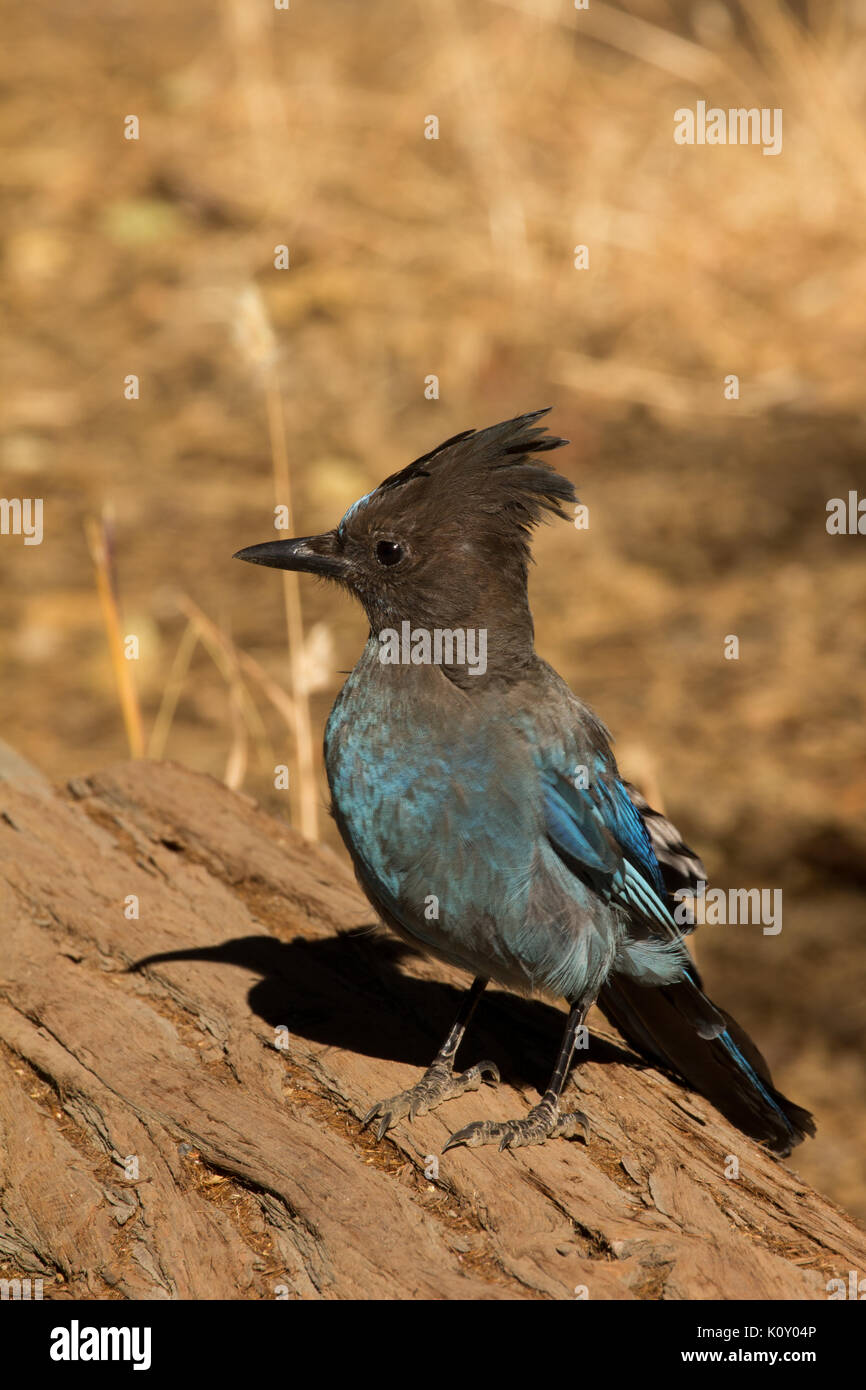 Un steller jay (cyanocitta stelleri) in piedi su un registro nel parco nazionale di Yosemite Foto Stock