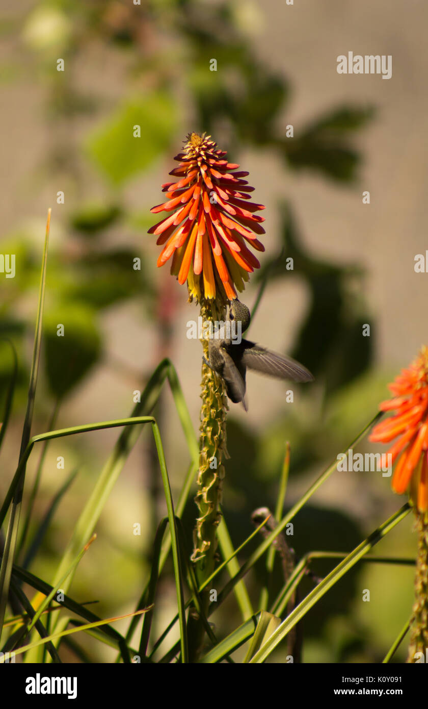 Ann Anna (Hummingbird Calypte anna) alimentazione su un luminoso fiore di arancia Foto Stock