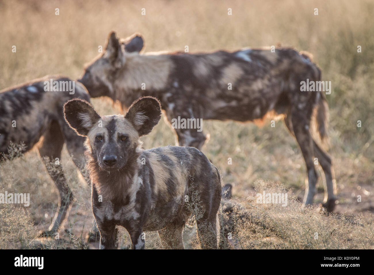 Un africano cane selvatico fissando la telecamera nel Sabi Sand Game Reserve, sud africa. Foto Stock