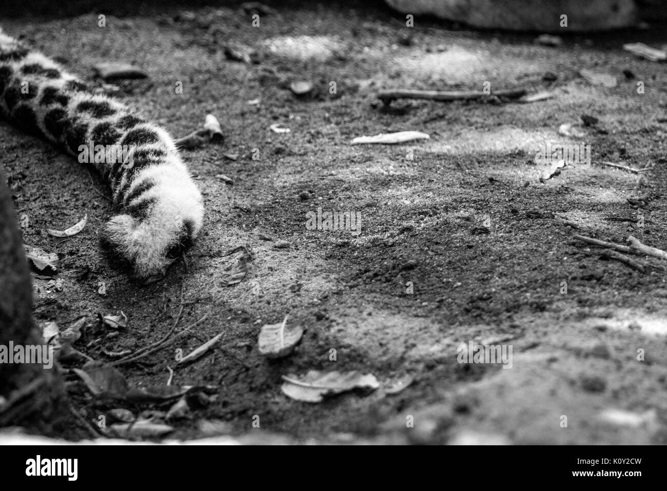 Dettagli della coda di un maschio di leopard nel Sabi Sand Game Reserve, sud africa. Foto Stock