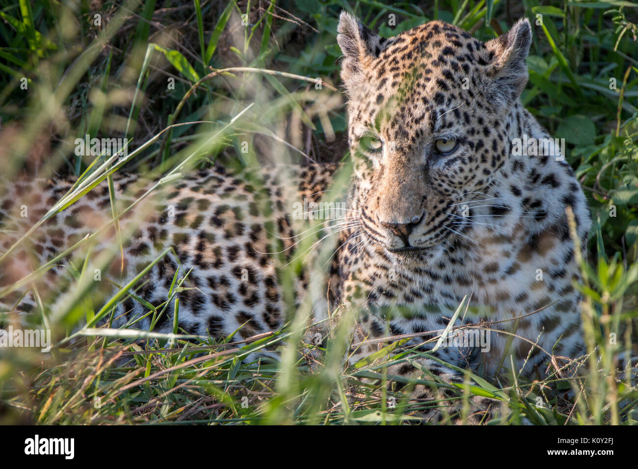 Una femmina di Leopard rilassanti in erba nel Sabi Sand Game Reserve, Sud Africa. Foto Stock