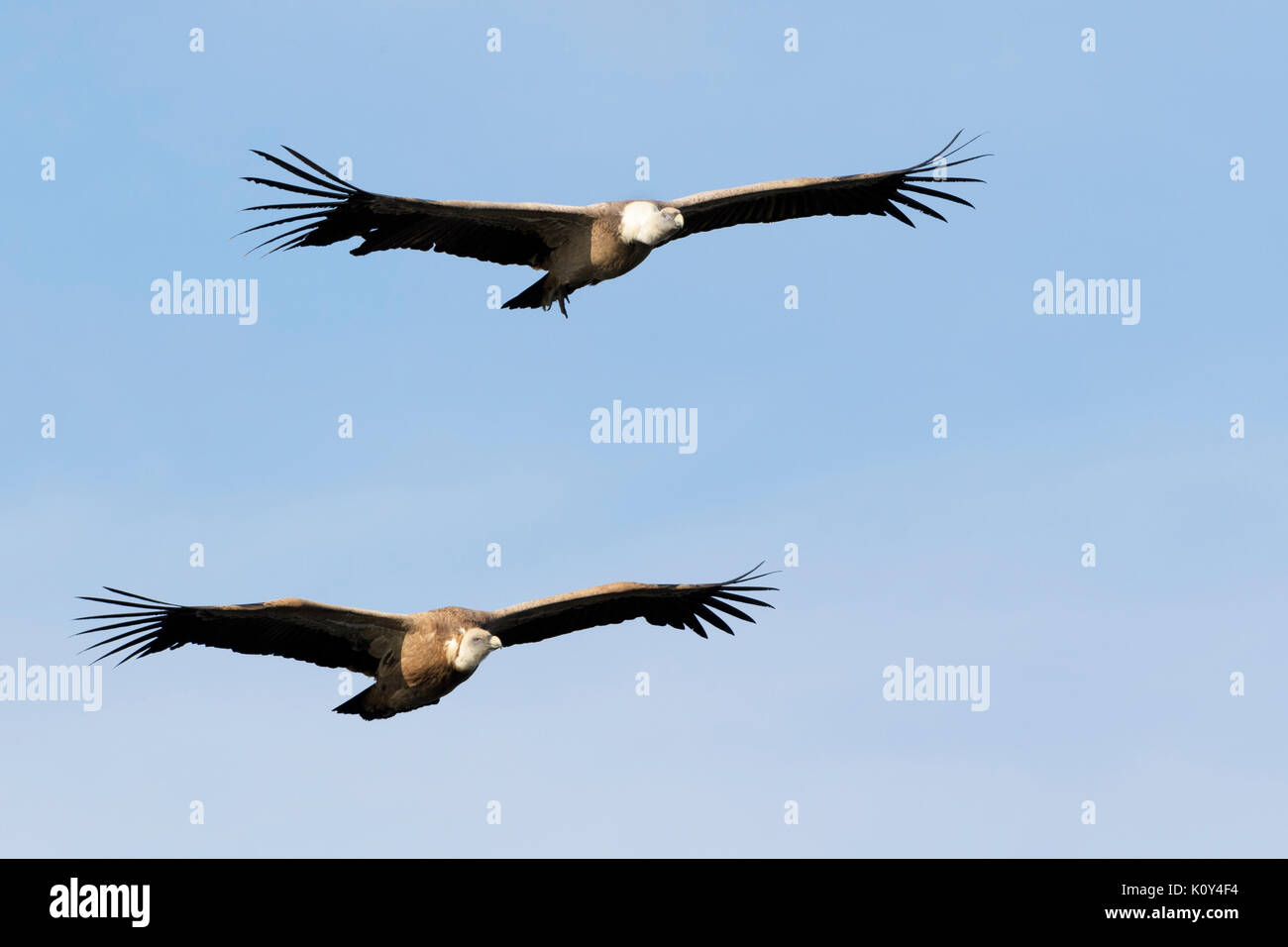 Due Grifoni (Gyps fulvus) battenti, Monfrague National Park, Estremadura, Spagna. Foto Stock