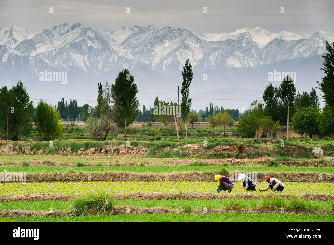 Gli agricoltori nella provincia di Gansu. Cina Foto Stock