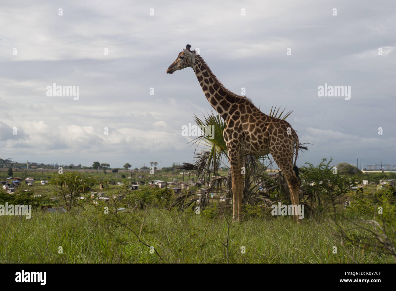 Giraffa Foto Stock