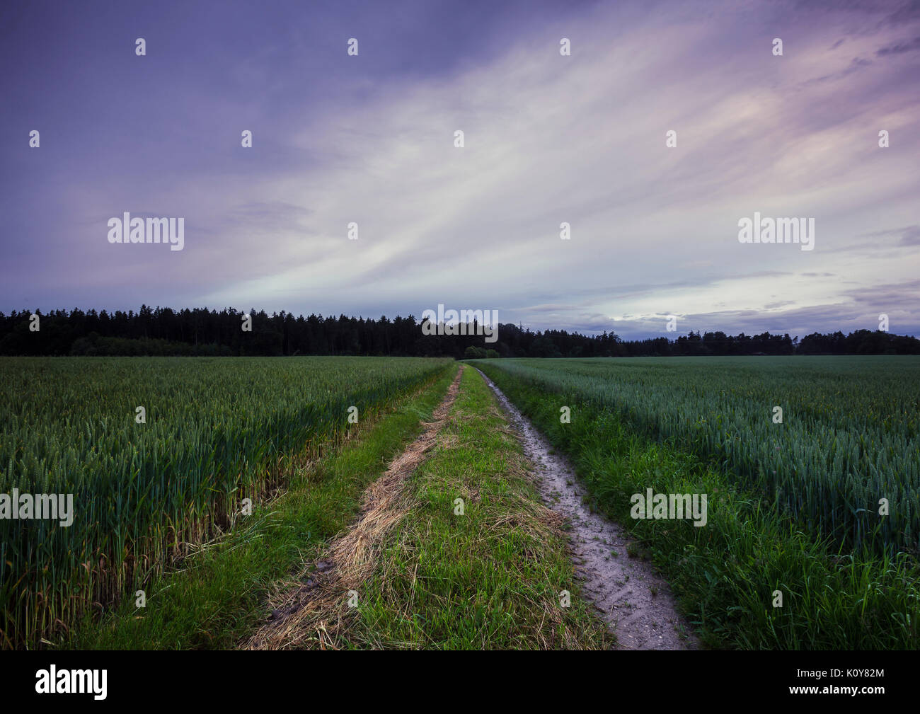 Il trattore via in cornfield, Baviera, Germania Foto Stock