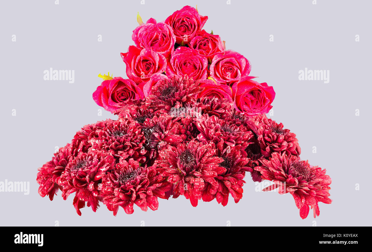 Red crisantemi & Rose Rosa nel retro terra tutti pioggia inzuppato, smerigliati in aspetto e isolate su un bianco indietro la terra. Foto Stock