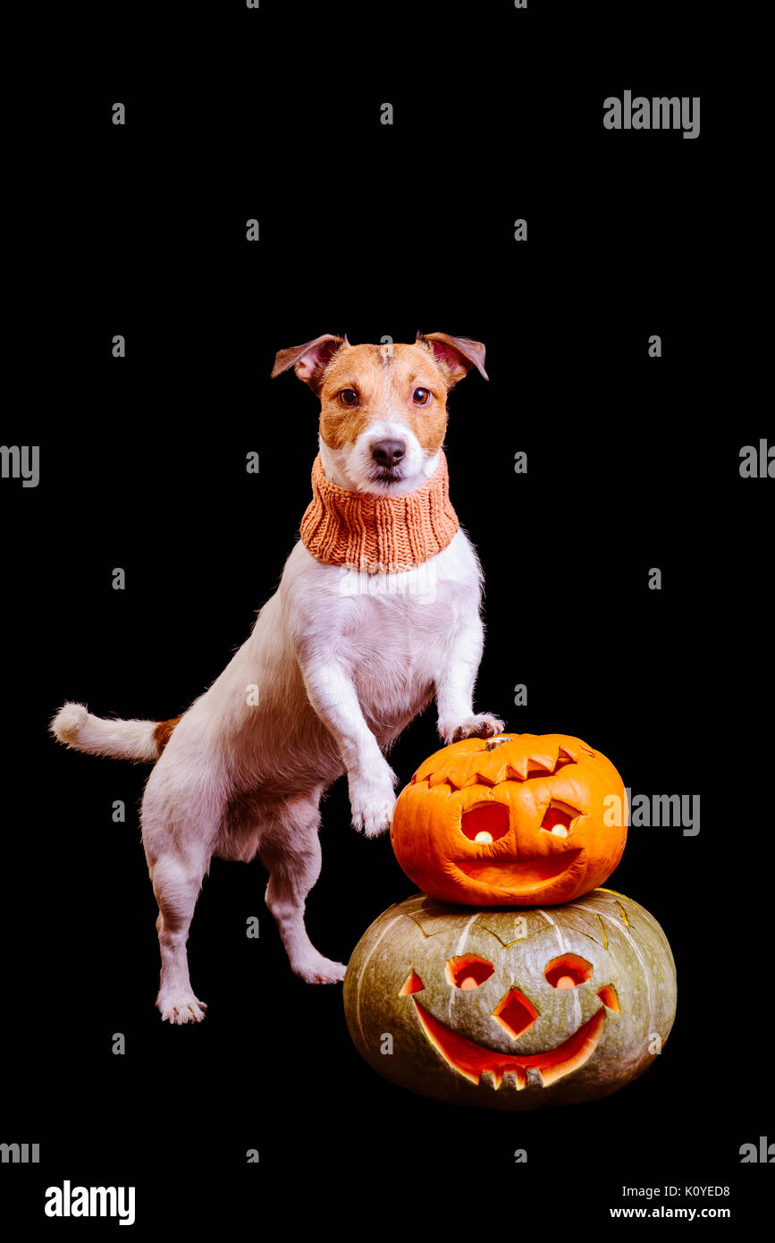 Cane di Halloween con due zucche isolati su sfondo nero Foto Stock