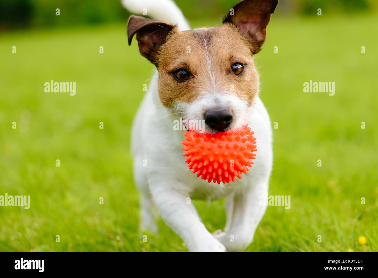 Close up di cane in esecuzione e riproduzione di fetch con sfera arancione toy Foto Stock