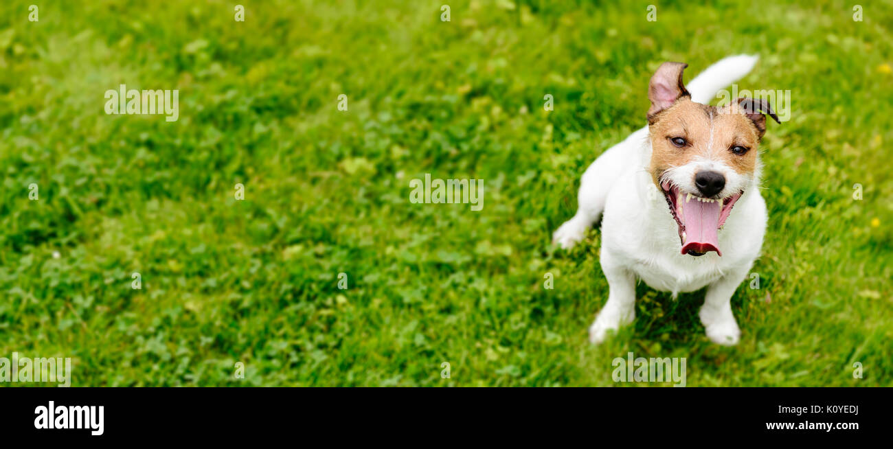 Happy dog sitter cercando su erba verde sullo sfondo (panoramica) raccolto Foto Stock