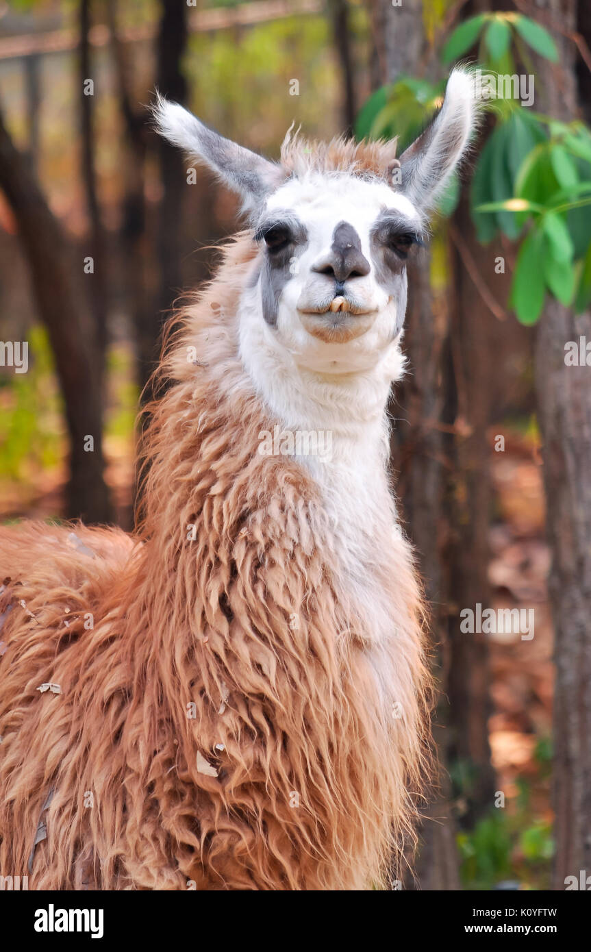 La lama è un addomesticati South American camelid, ampiamente utilizzato come carne e pack animale da parte di cultura andina dal pre-ispanica. Foto Stock