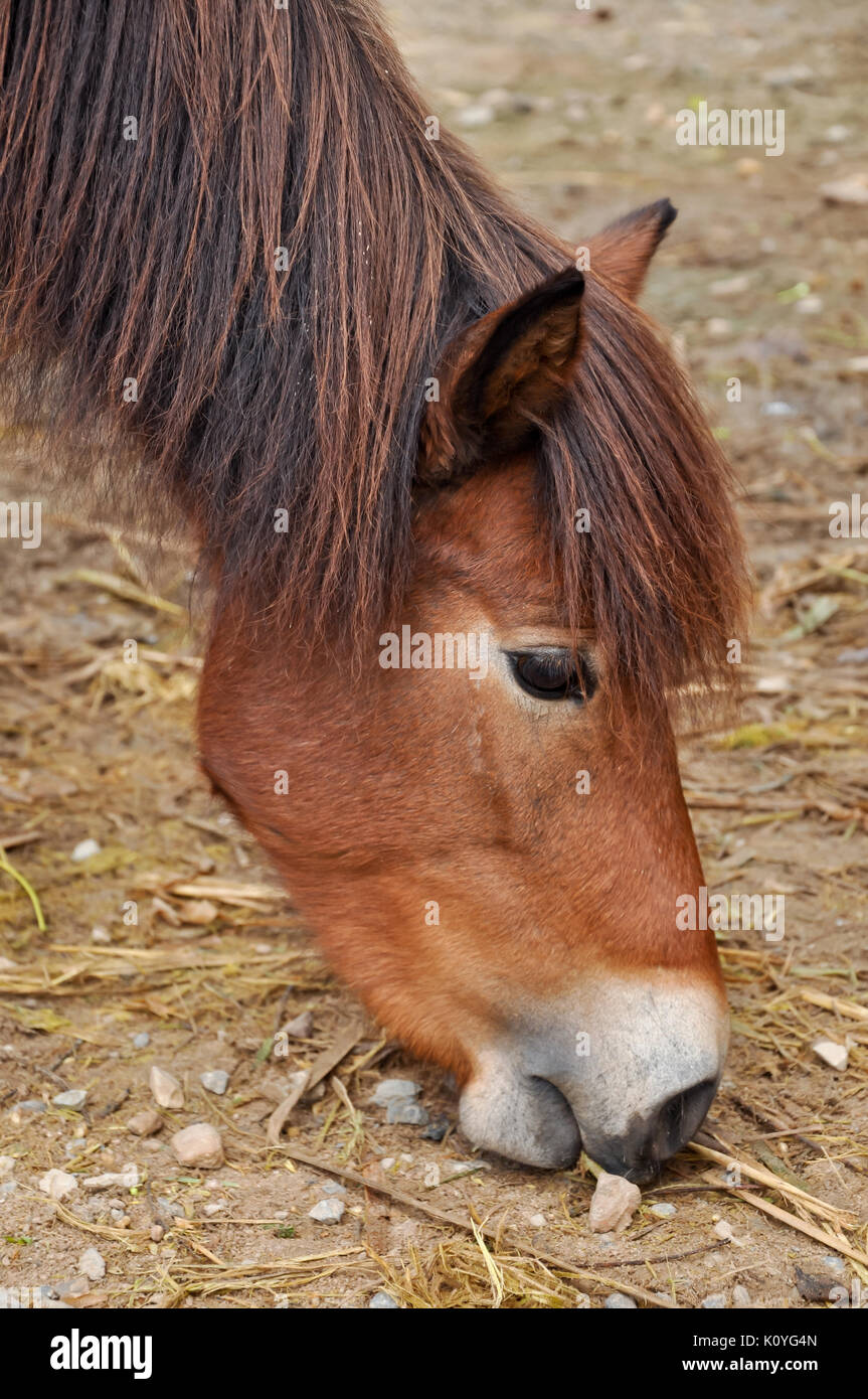 I pony sono generalmente considerate intelligente e cordiale, anche se talvolta essi sono anche descritti come ostinato o astuzia. Foto Stock
