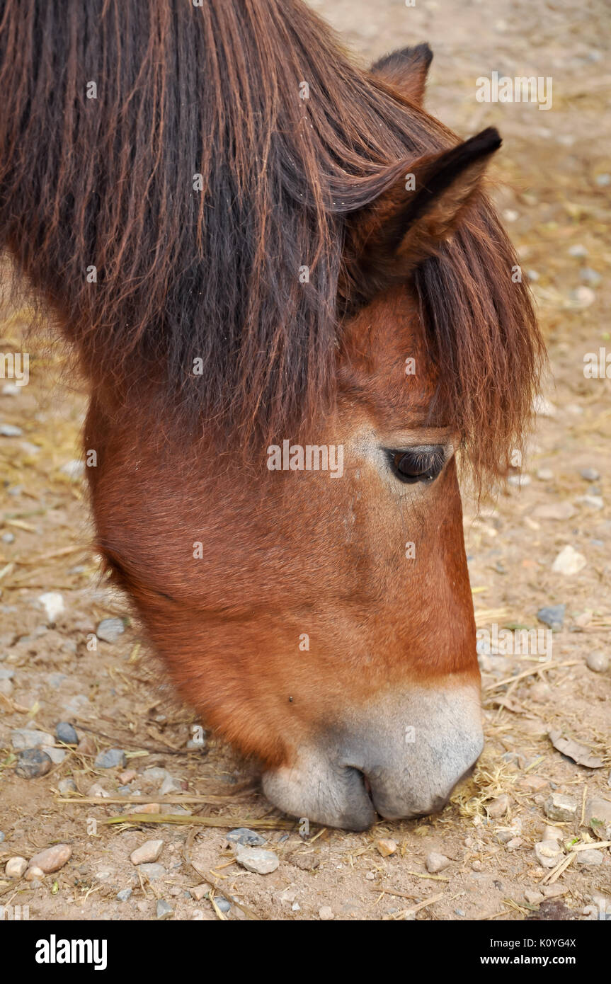 I pony sono generalmente considerate intelligente e cordiale, anche se talvolta essi sono anche descritti come ostinato o astuzia. Foto Stock