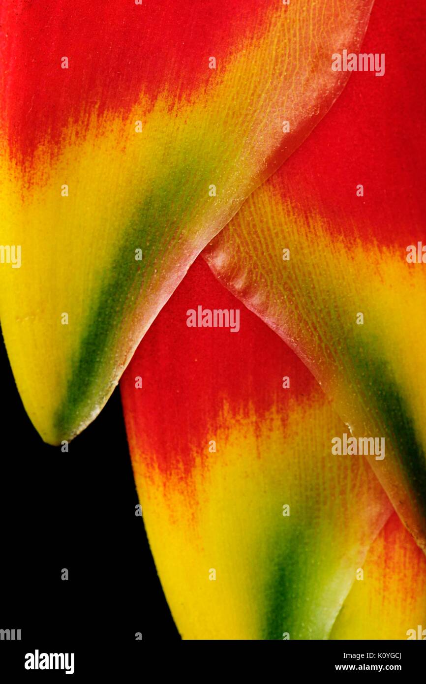 Vita vegetale. Foto Stock