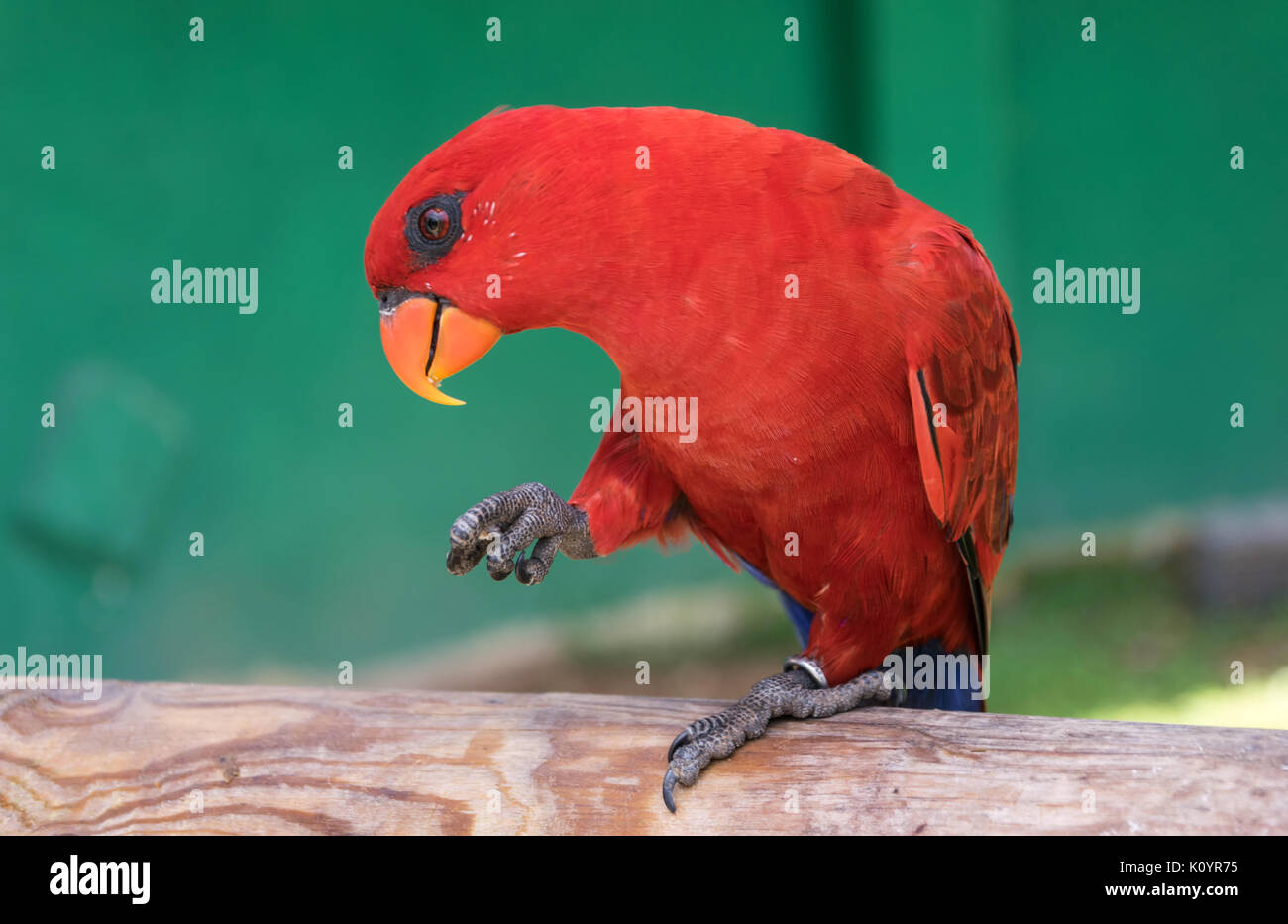 Pappagallo rosso Foto Stock