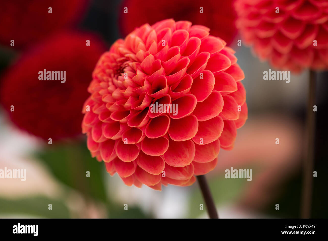 Red Pompon Dahlia. Fotografato a una manifestazione annuale il concorso floreale. Foto Stock