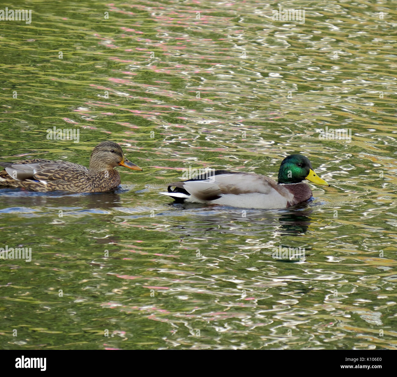Anas platyrhynchos Rusanivka2 Foto Stock