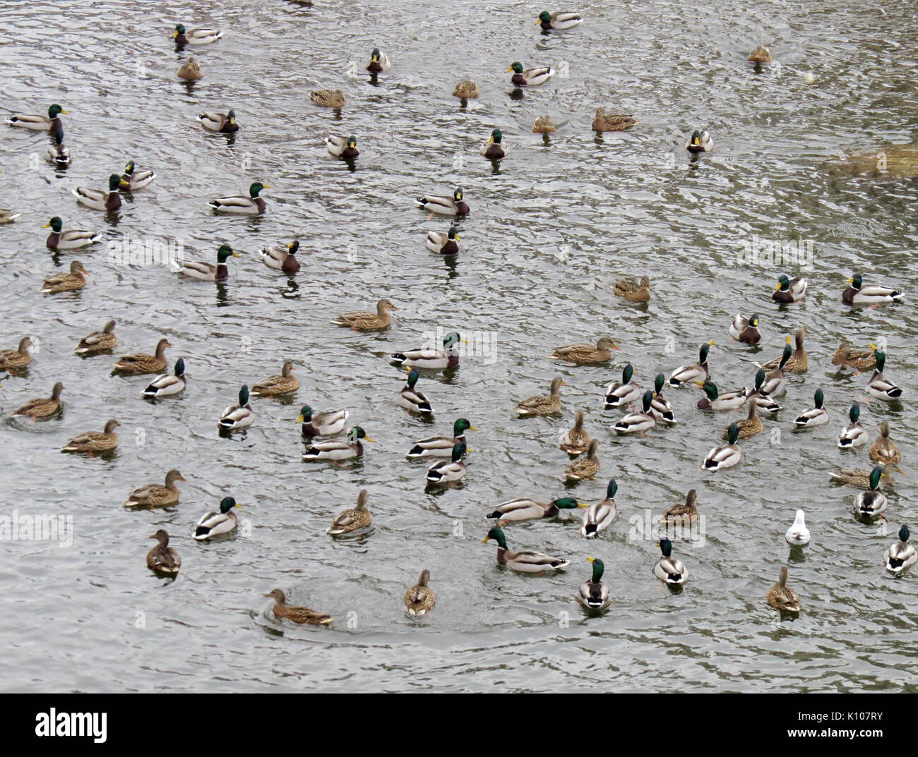 Anas platyrhynchos Rusanivka3 Foto Stock