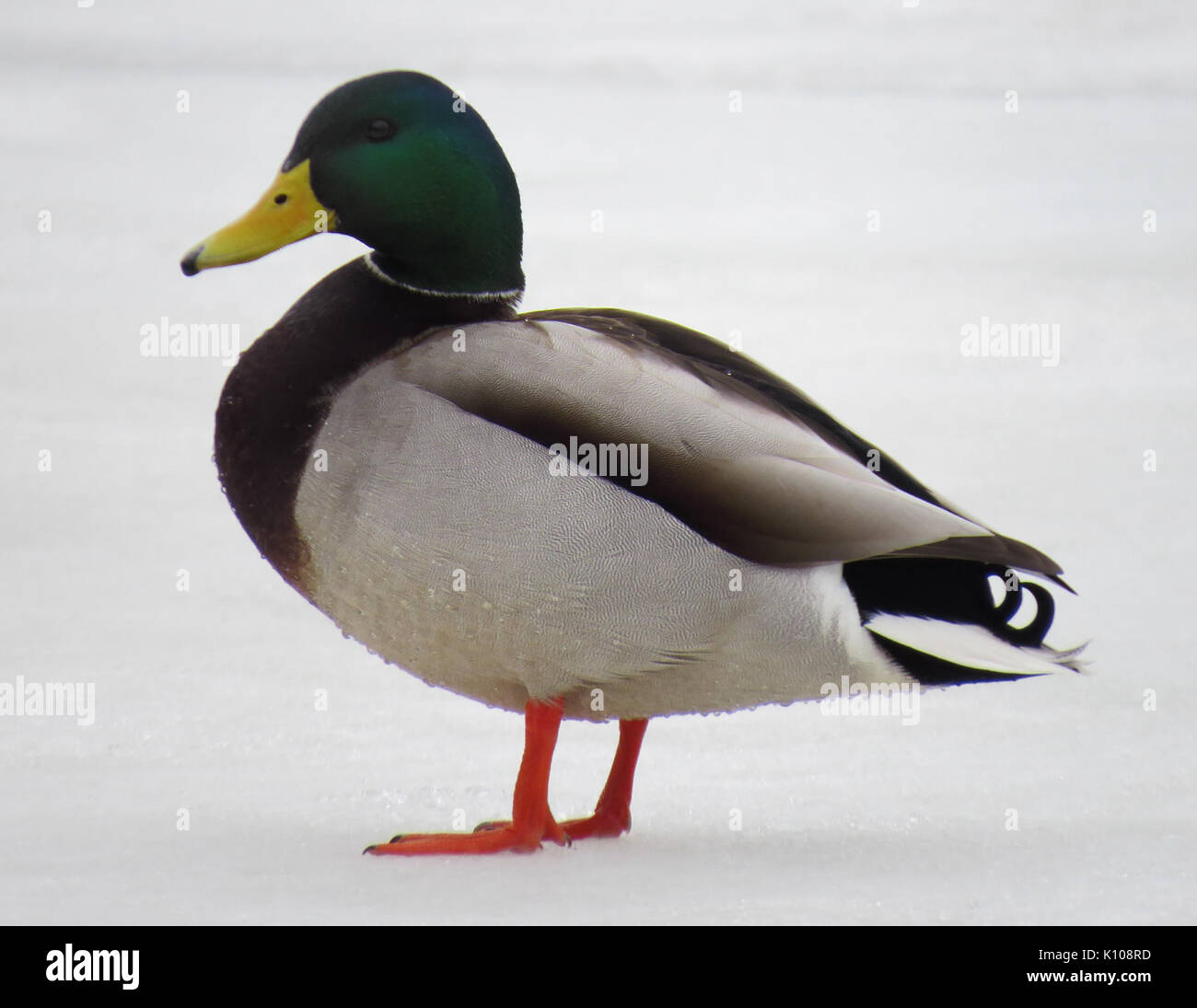 Anas platyrhynchos Rusanivka4 Foto Stock