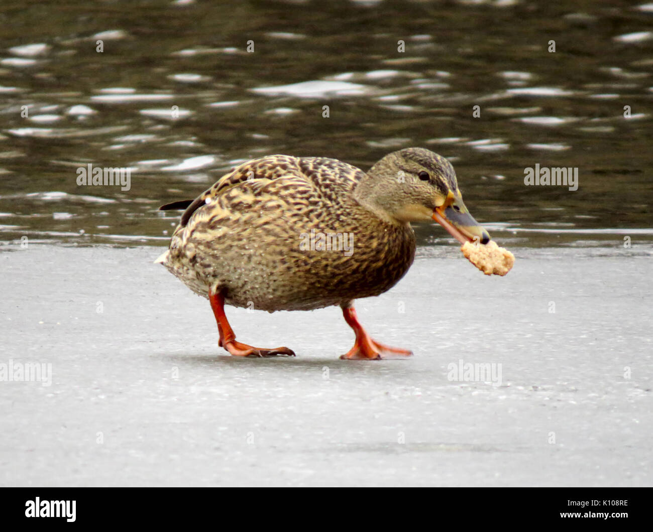 Anas platyrhynchos Rusanivka5 Foto Stock