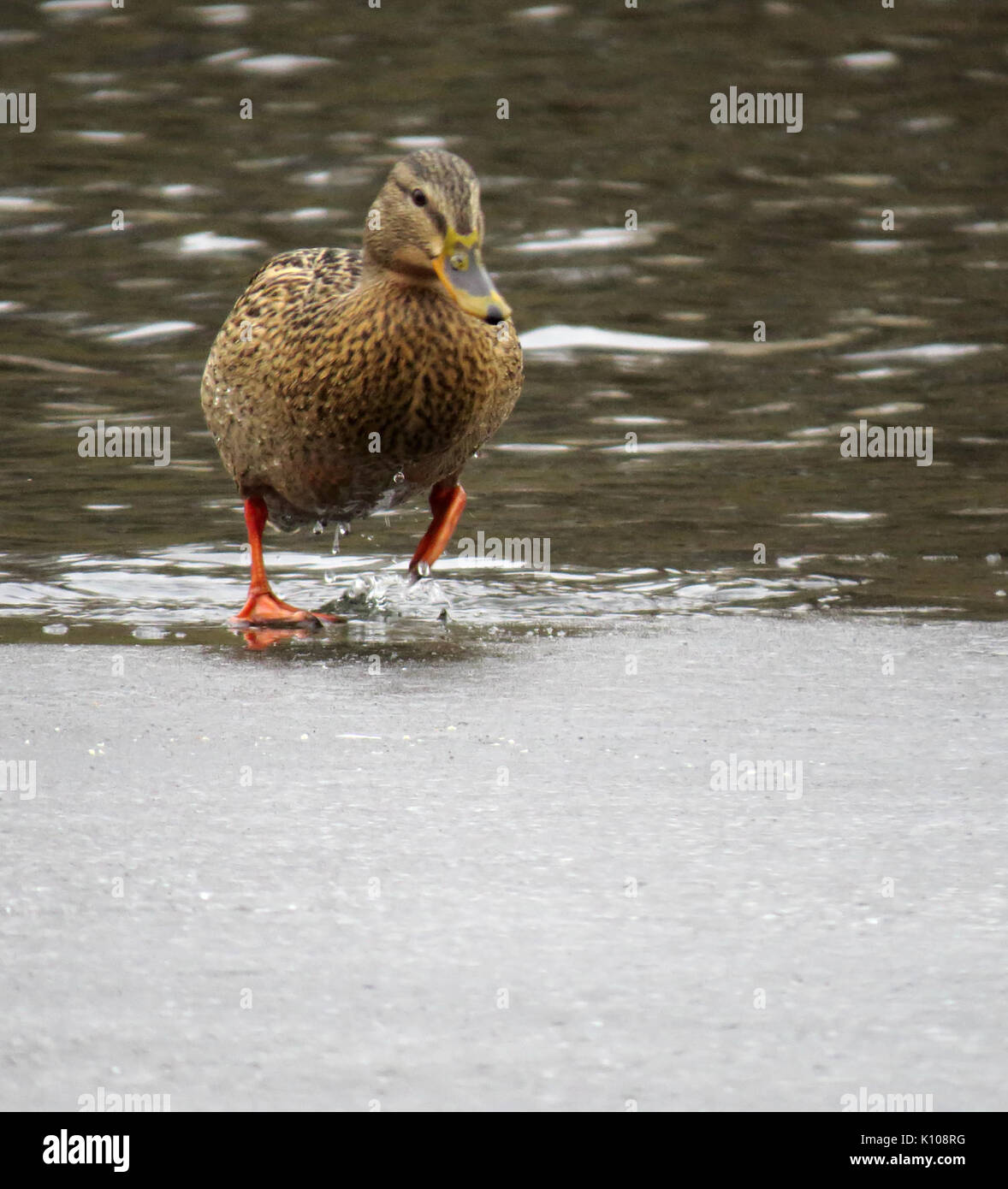 Anas platyrhynchos Rusanivka6 Foto Stock