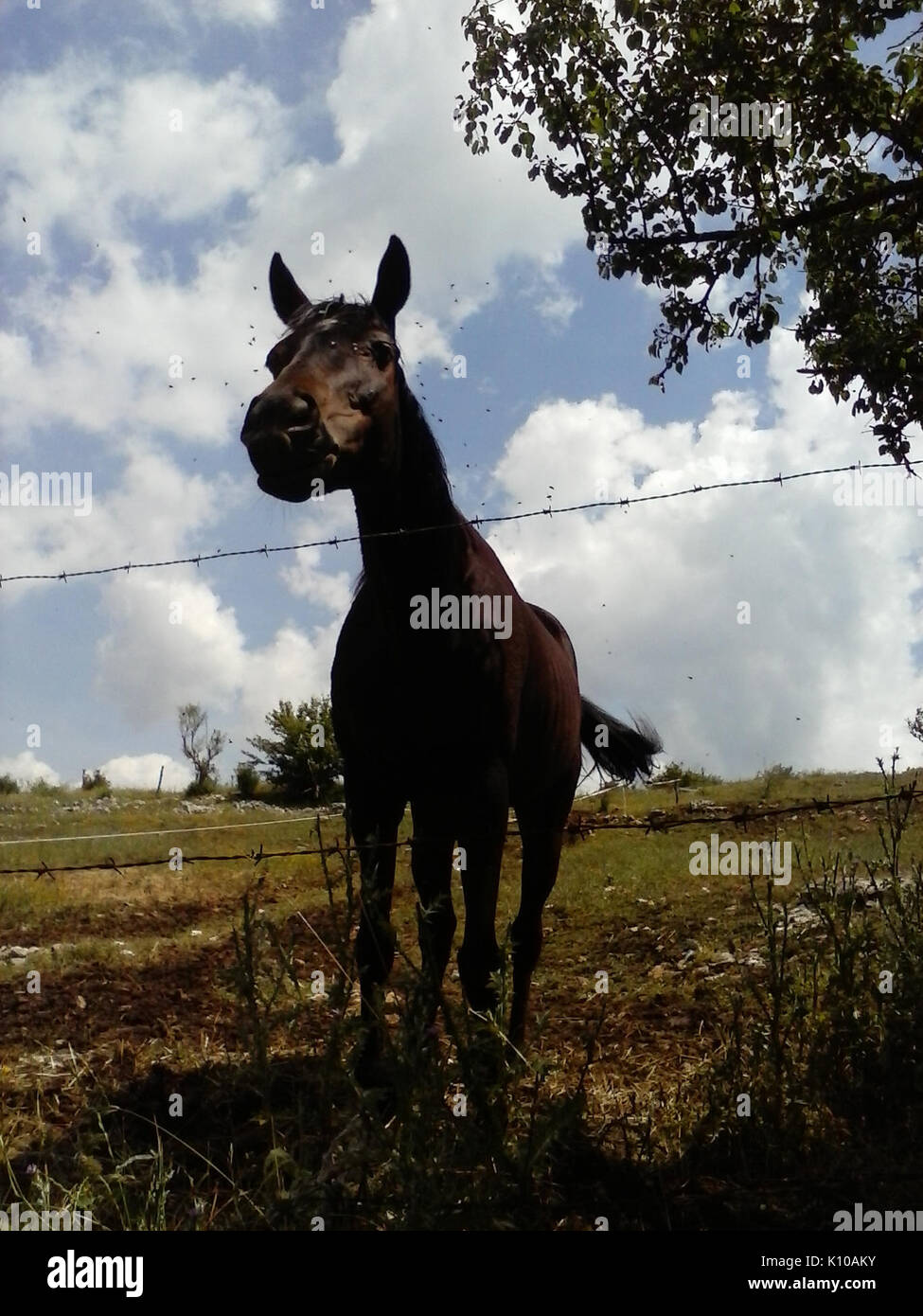 Animali Animali (14500762953) Foto Stock