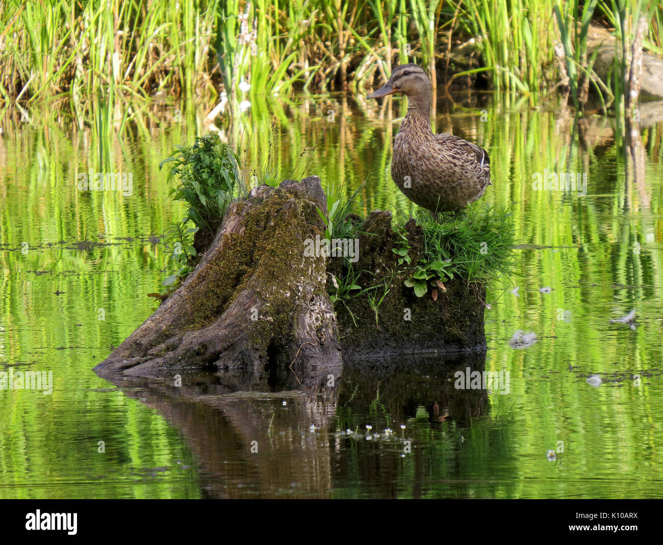 Anas platyrhynchos Hydropark Foto Stock