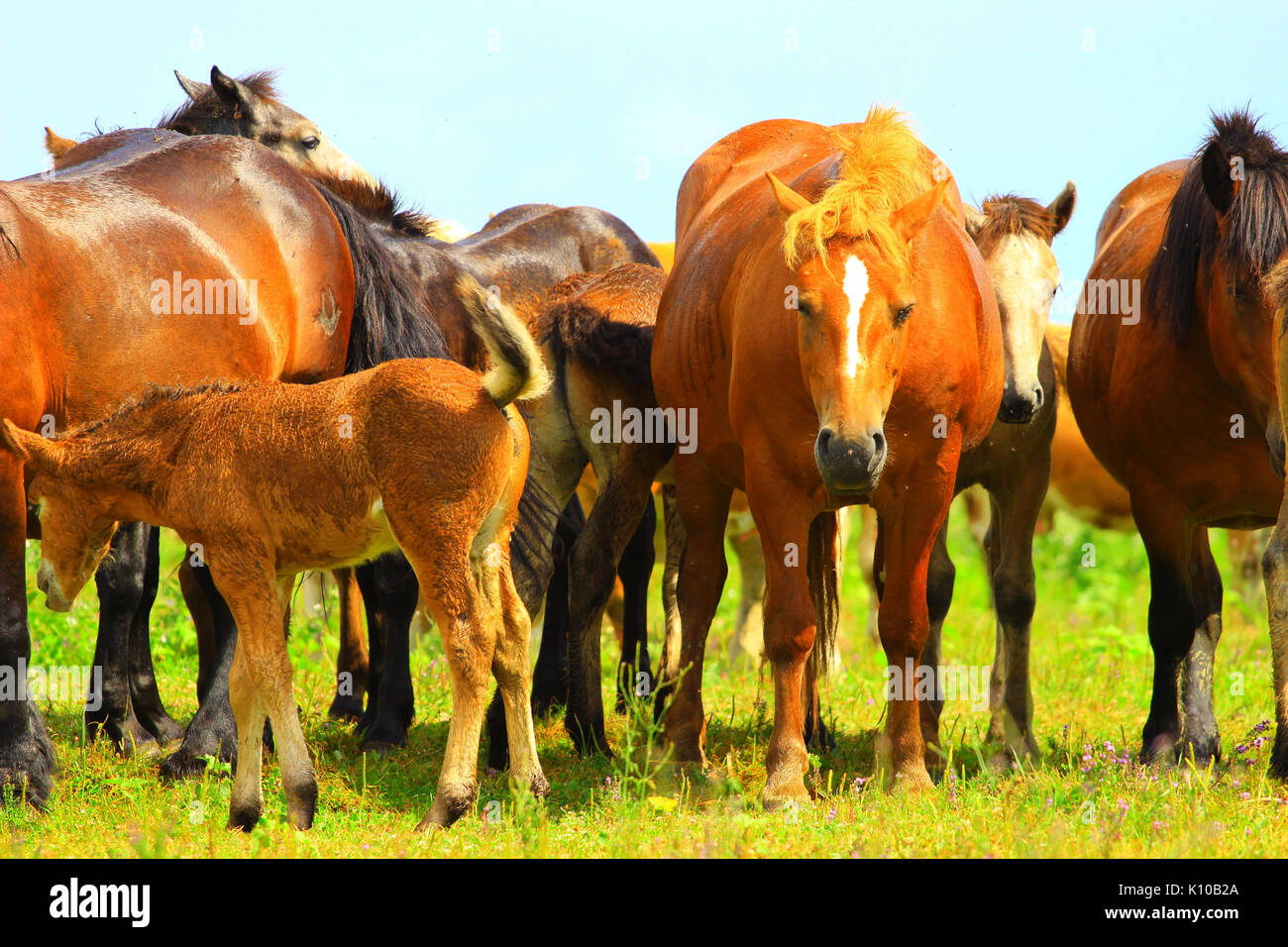 Cavalli in agriturismo nel parco naturale di Lonjsko polje, Croazia Foto Stock